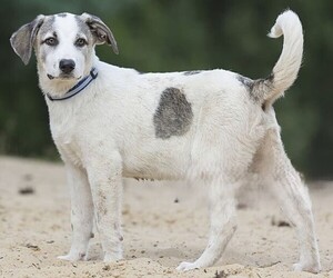 Alaskan Beagle Malum puppies for sale and Alaskan Beagle Malum dogs for adoption