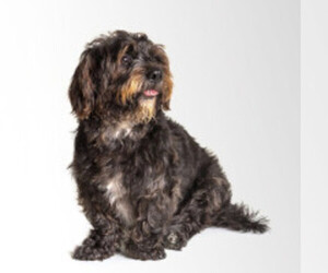 Image of Scottese breed