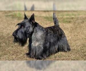 Small #1 Breed Scottish Terrier image