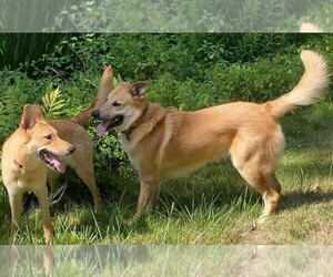 Image of Chinook breed