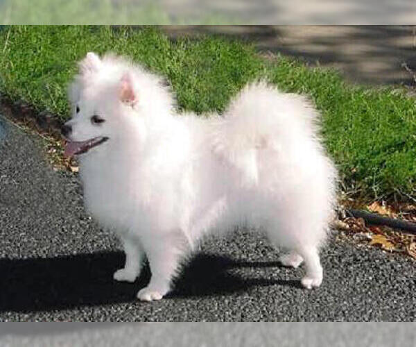 Medium Photo #1 American Eskimo Dog (Toy) Dog Breed