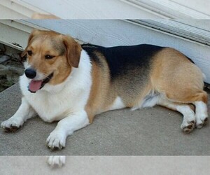 Image of Beagi breed