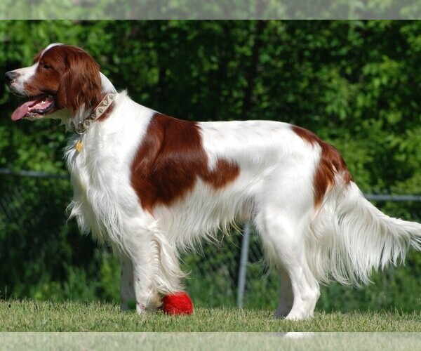 Irish Red and White Setter