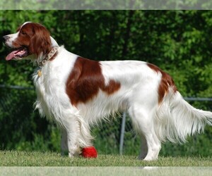 Photo of Irish Red and White Setter