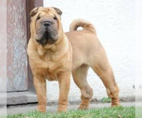 Medium Photo #2 Pug-A-Pei Dog Breed