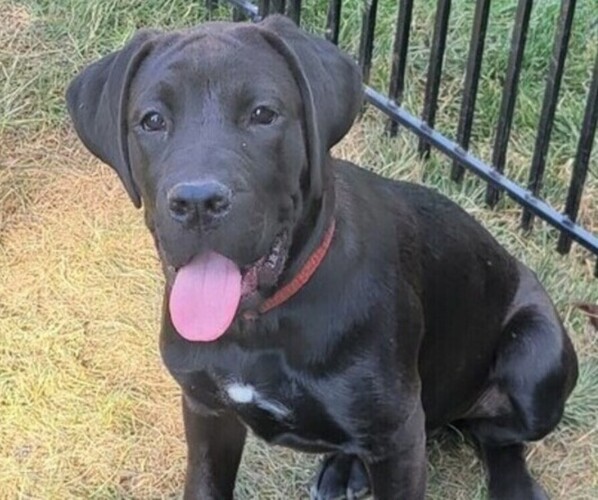 Medium Photo #1 Labrador Bordeaux Dog Breed