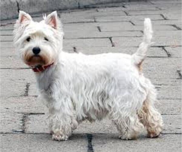 Medium Photo #8 West Highland White Terrier Dog Breed