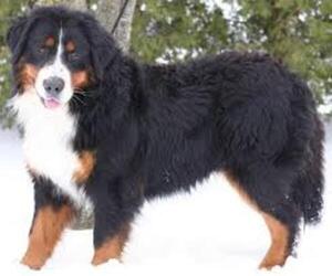 Small #5 Breed Bernese Mountain Dog image