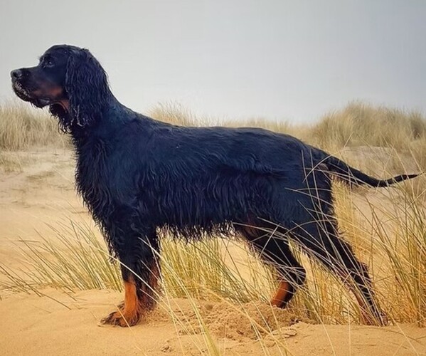 Medium Photo #1 Gordondoodle Dog Breed