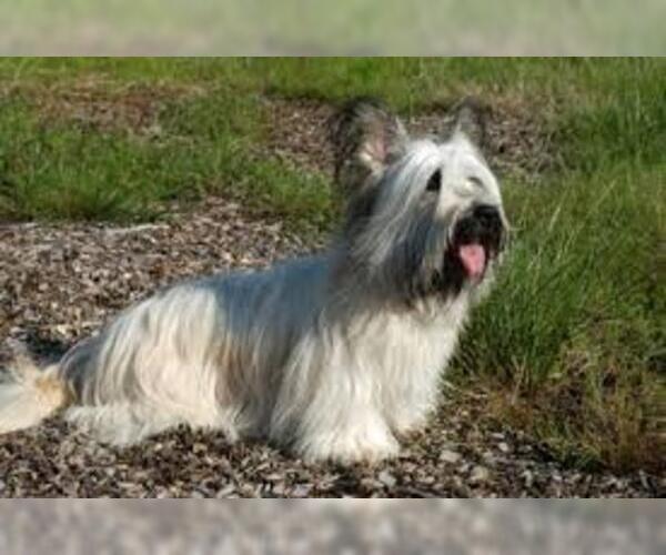 Medium Photo #7 Skye Terrier Dog Breed