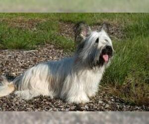 Small #6 Breed Skye Terrier image