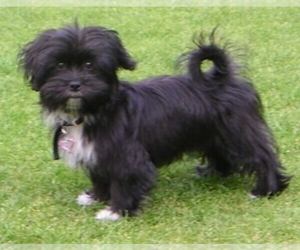 Medium Photo #1 Papastzu Dog Breed