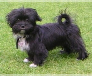 Image of Papastzu breed