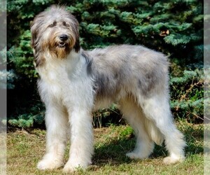 Image of Mioritic Sheepdog breed