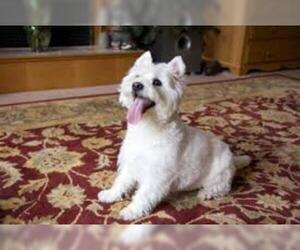 Small #4 Breed West Highland White Terrier image