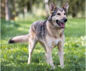 Image of Gerberian Shepsky breed