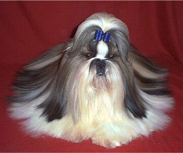 Shih Tzu