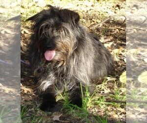 Image of Schipese breed