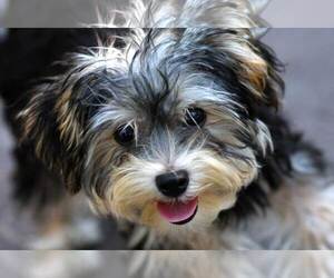 yorkie bichon haircuts