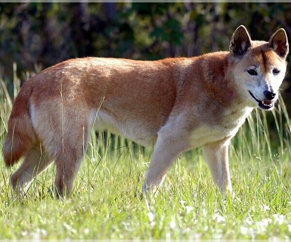 Medium Photo #1 New Guinea Singing Dog Dog Breed