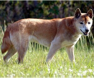 Image of New Guinea Singing Dog breed