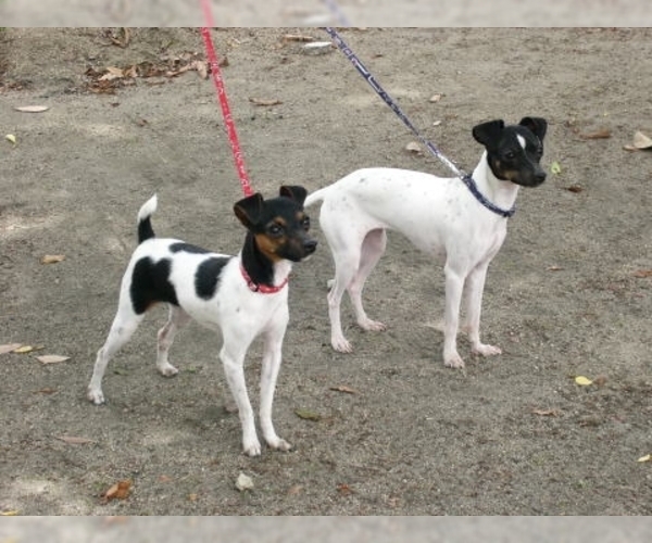 Image of Japanese Terrier Breed