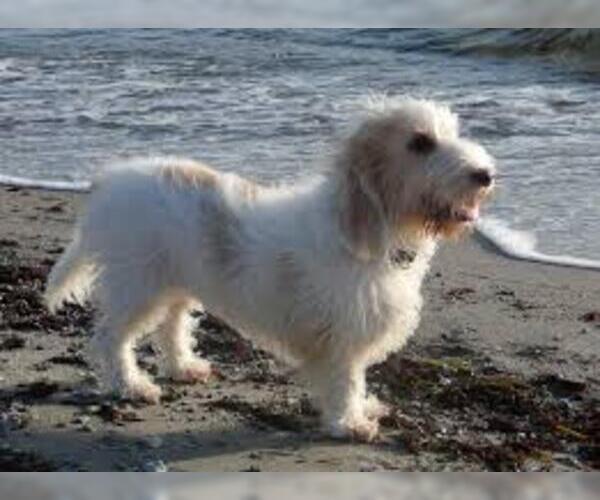 Medium Photo #4 Petit Basset Griffon Vendeen Dog Breed