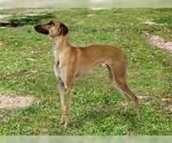 Medium Photo #1 Banjara Greyhound Dog Breed