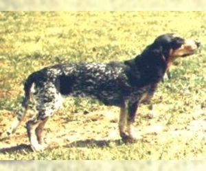 Small Photo #1 Smaller Lucerne Hound Dog Breed