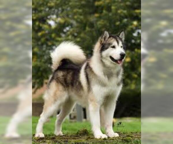 Medium Photo #4 Alaskan Malamute Dog Breed