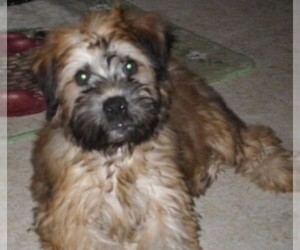 Image of Soft Coated Woxer breed