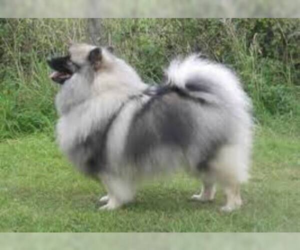 Medium Photo #3 Keeshond Dog Breed