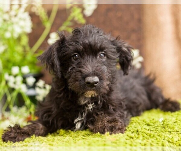 Medium Photo #1 Scotchon Dog Breed