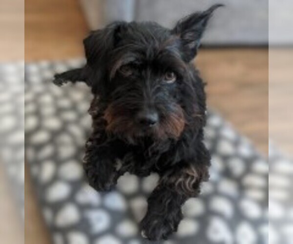 Medium Photo #1 Scotti Apso Dog Breed