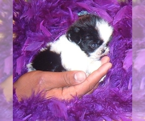 Mal-Shi puppies for sale and Mal-Shi dogs for adoption