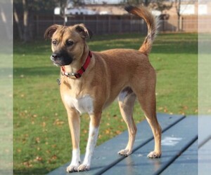 Image of Boxer Shepherd breed