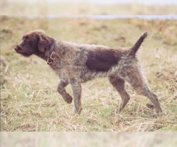 Medium Photo #7 Wirehaired Pointing Griffon Dog Breed