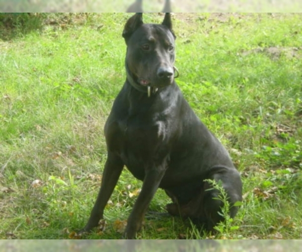 Image of Canis Panther Breed