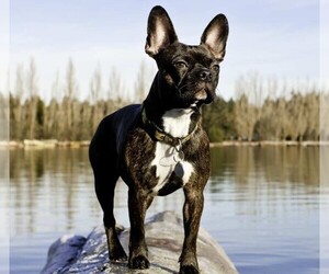 Image of Faux Frenchbo Bulldog breed
