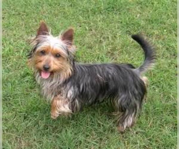Medium Photo #6 Silky Terrier Dog Breed