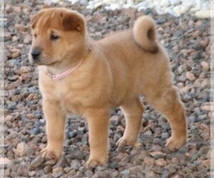 Image of Golden Pei breed