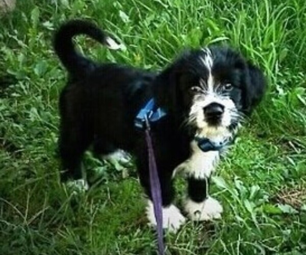 Medium Photo #1 Scottish Cocker Dog Breed