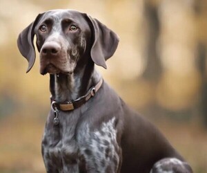 Image of German Shorthaired Weimaraner breed