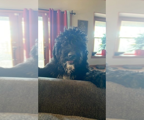 Medium Photo #4 Newfypoo Dog Breed
