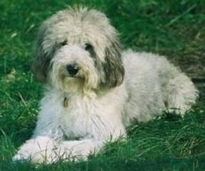 Image of Sheltiepoo breed