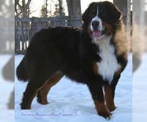 Small #6 Breed Bernese Mountain Dog image