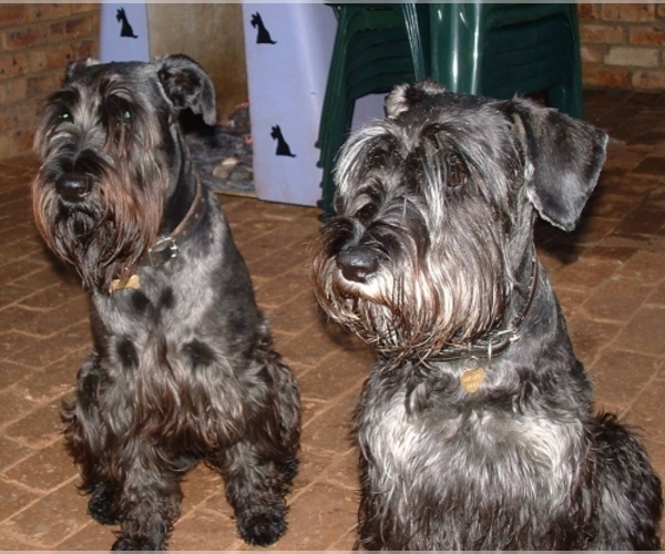 Schnauzer (Standard) Dog Breed Image