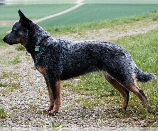 Image (Cattledog Shepherd)