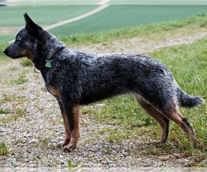 Image of Cattledog Shepherd breed