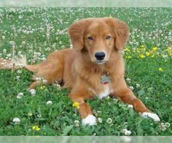 Medium Photo #6 Nova Scotia Duck Tolling Retriever Dog Breed